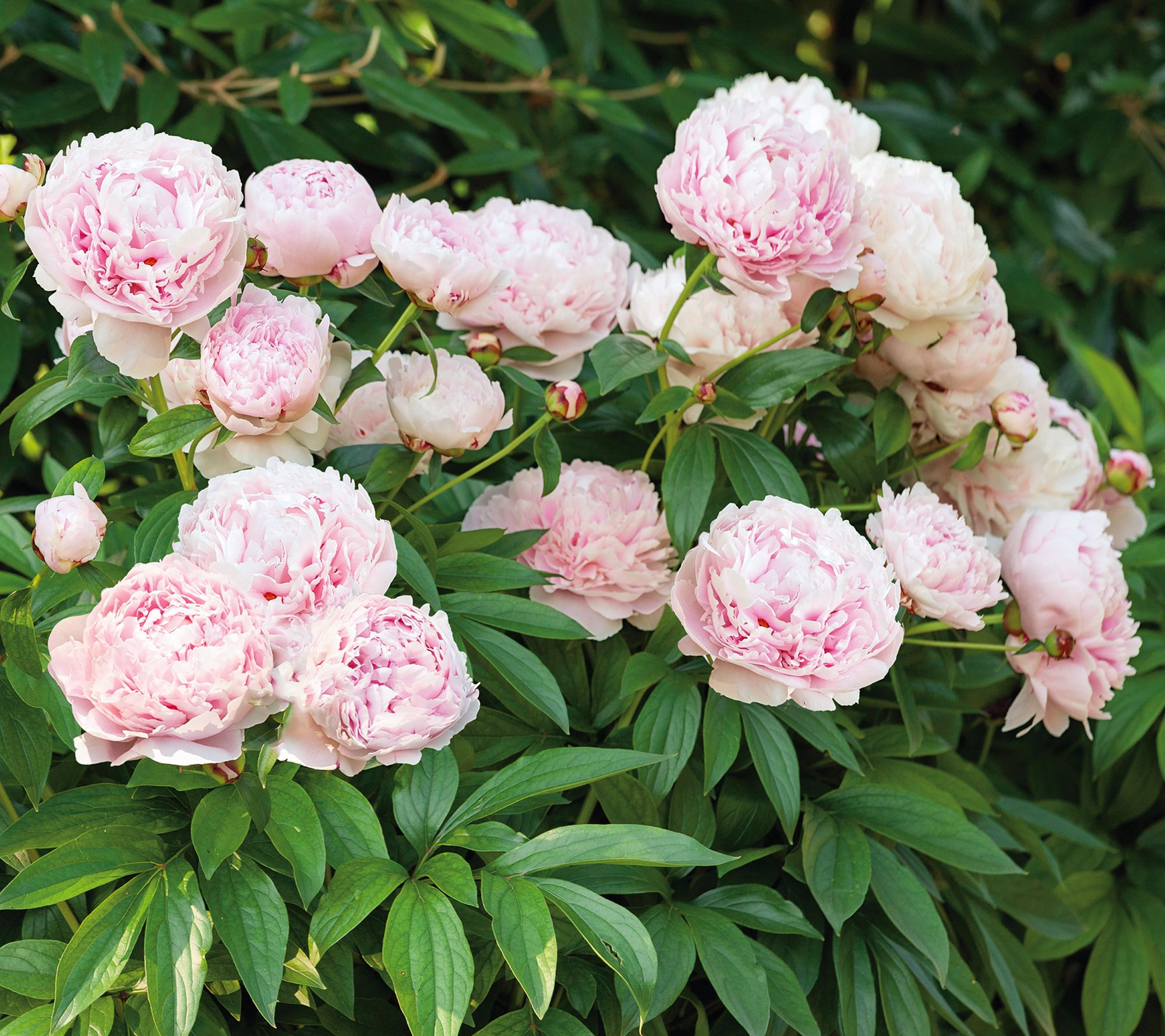 Roberta's 2-Piece Fragrant and Colorful Peony Bareroots