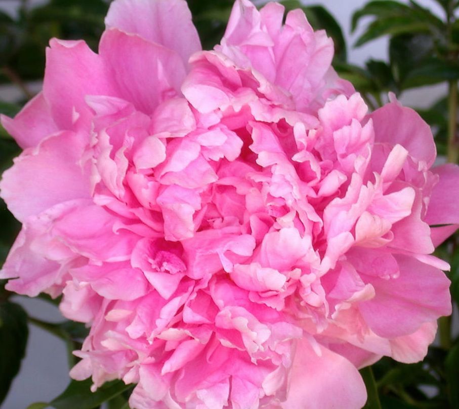 Cottage Farms 1-Piece Fragrant Peony Bareroot