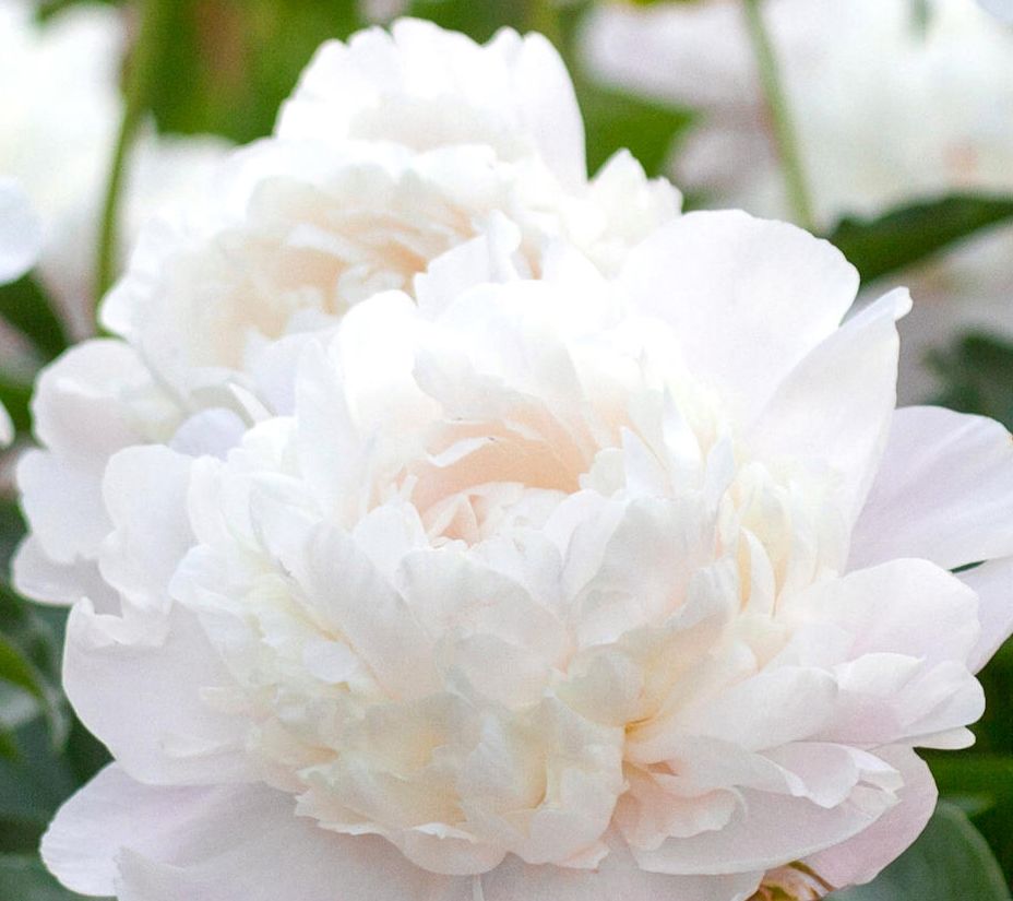 Cottage Farms 1-Piece Fragrant Peony Bareroot
