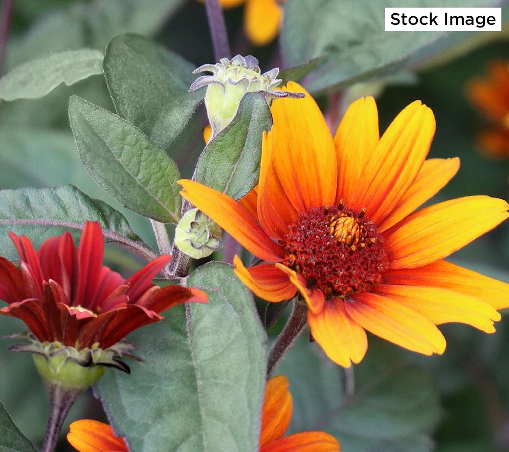 Cottage Farms 3Piece Burning Hearts Perennial Sunflower Plant