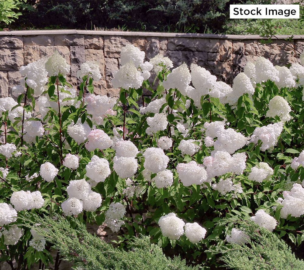 Cottage Farms 1-Piece Dwarf Panicle Hydragnea Live Plant