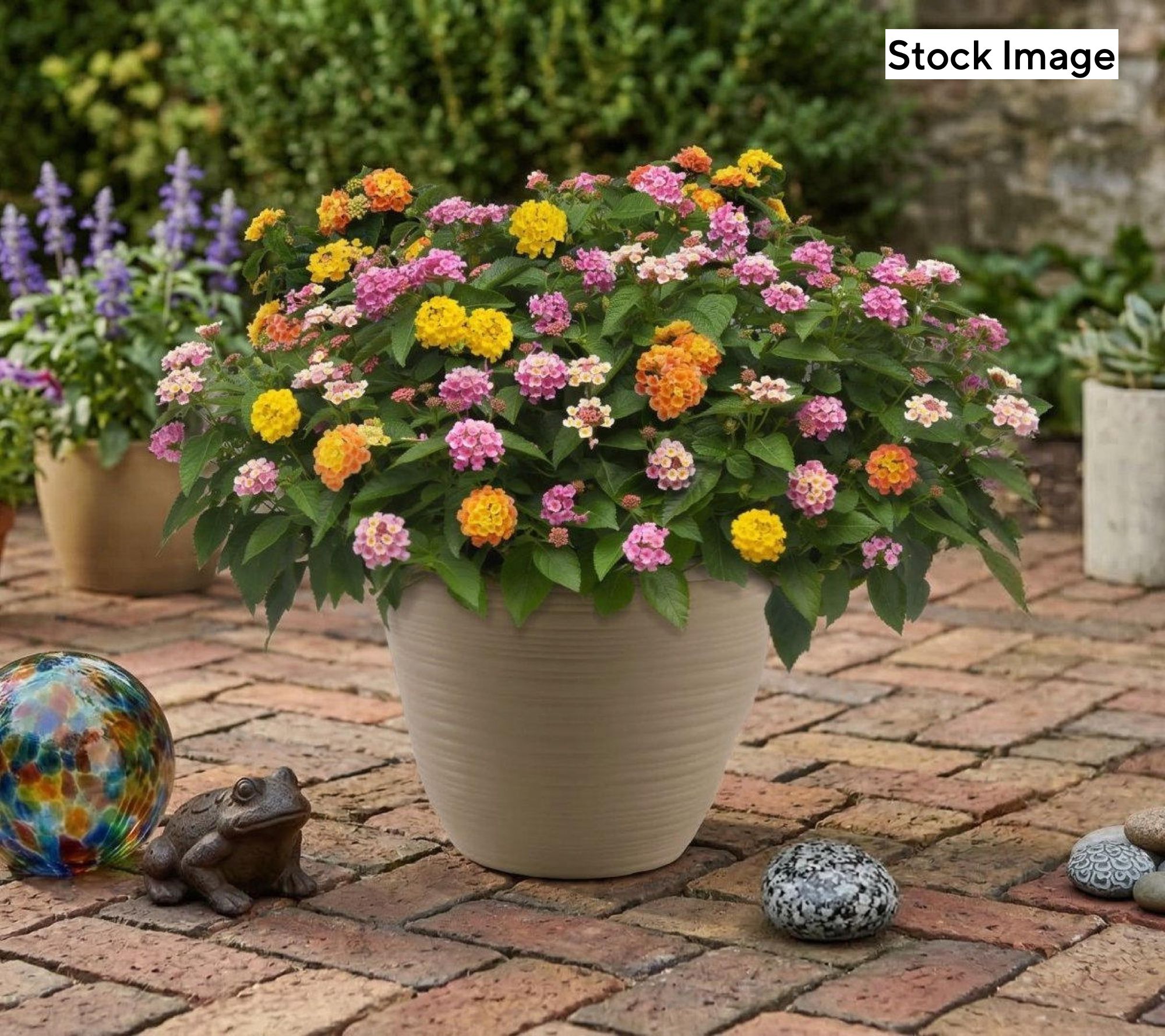 Cottage Farms Little Lucky Planter Kit