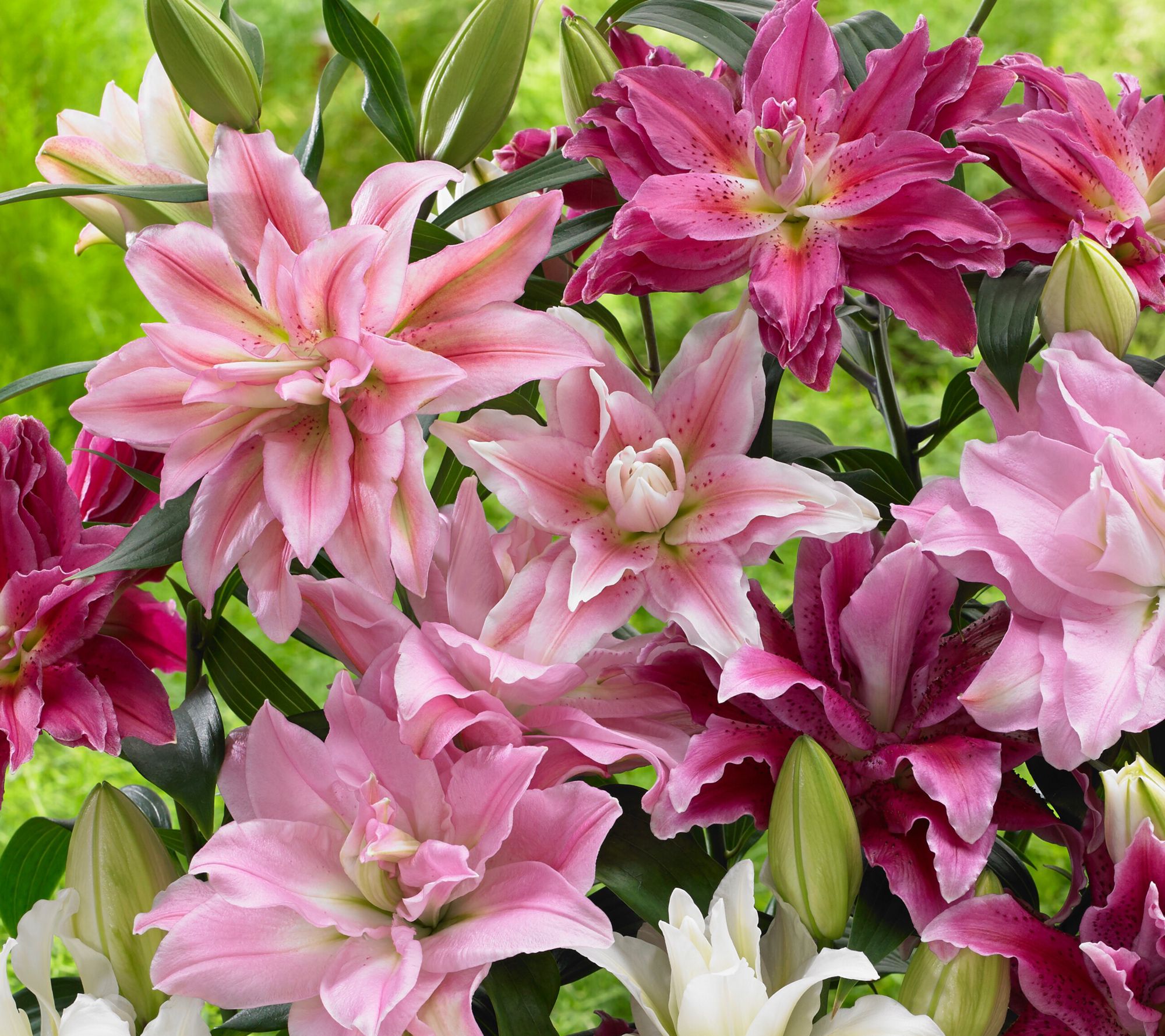 Roberta's 5-Piece Roselily Live Bulbs