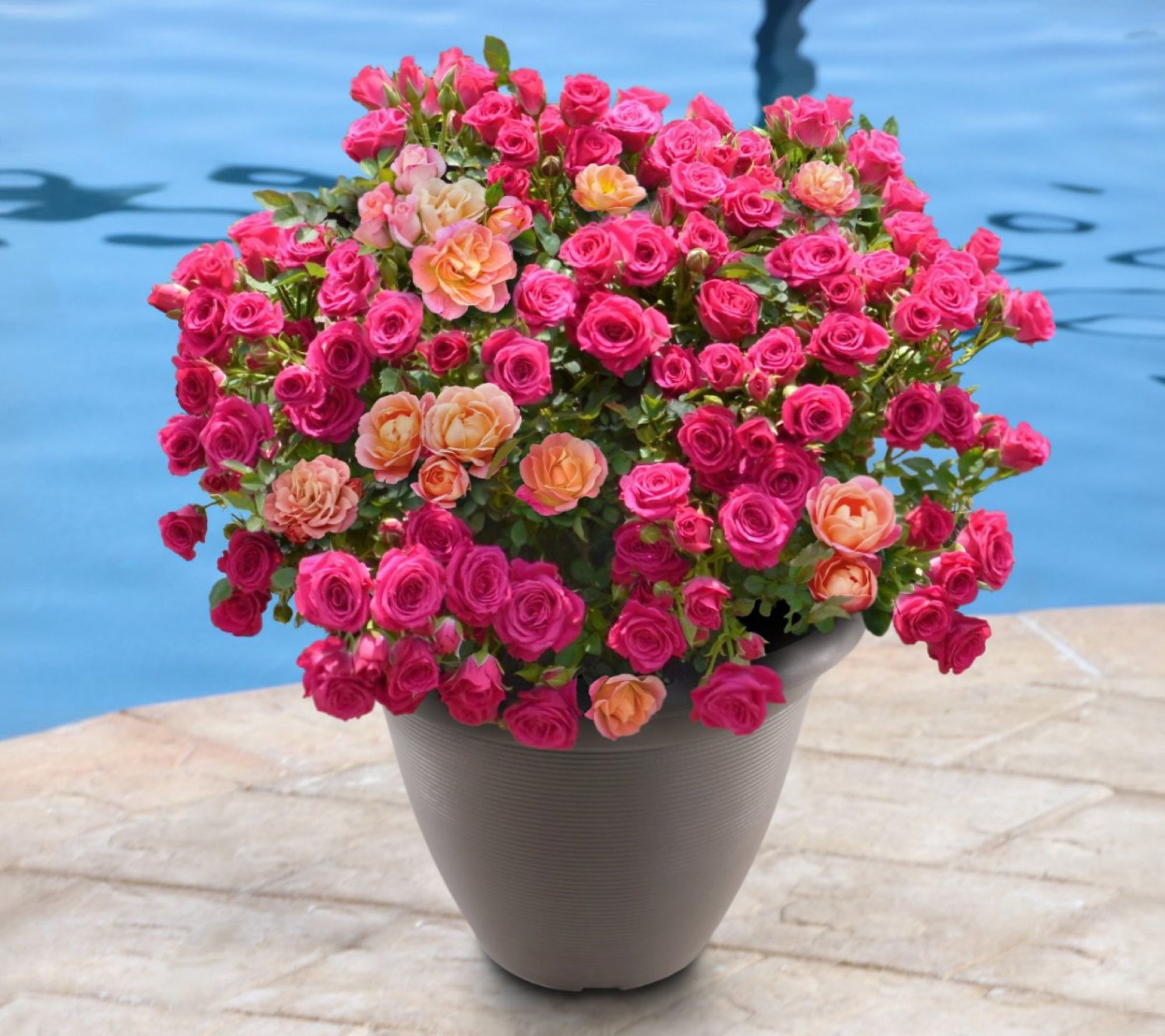 Cottage Farms Mini Rose Planter Kit