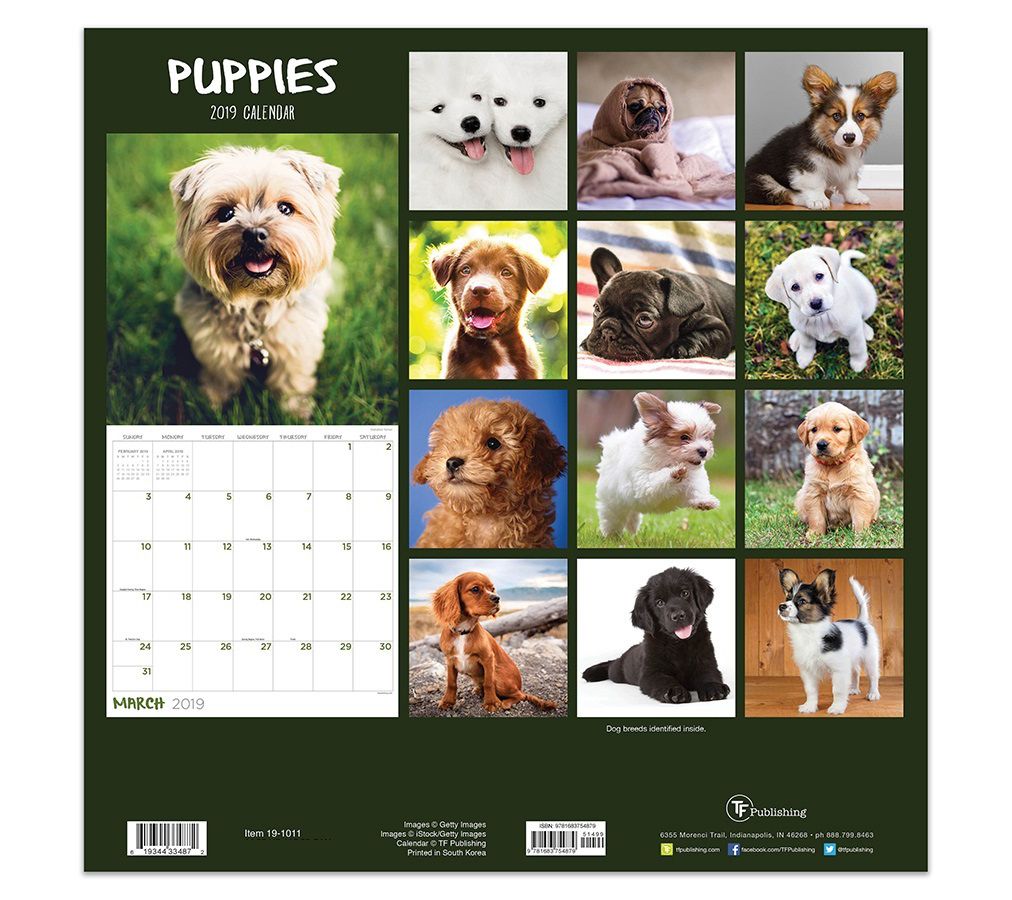 2019 Puppies Wall Calendar - QVC.com