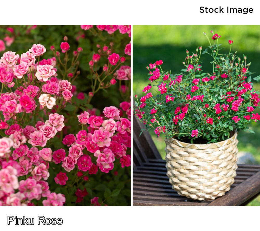 Cottage Farms 2-Piece Pinku Rose Live Plants - QVC.com