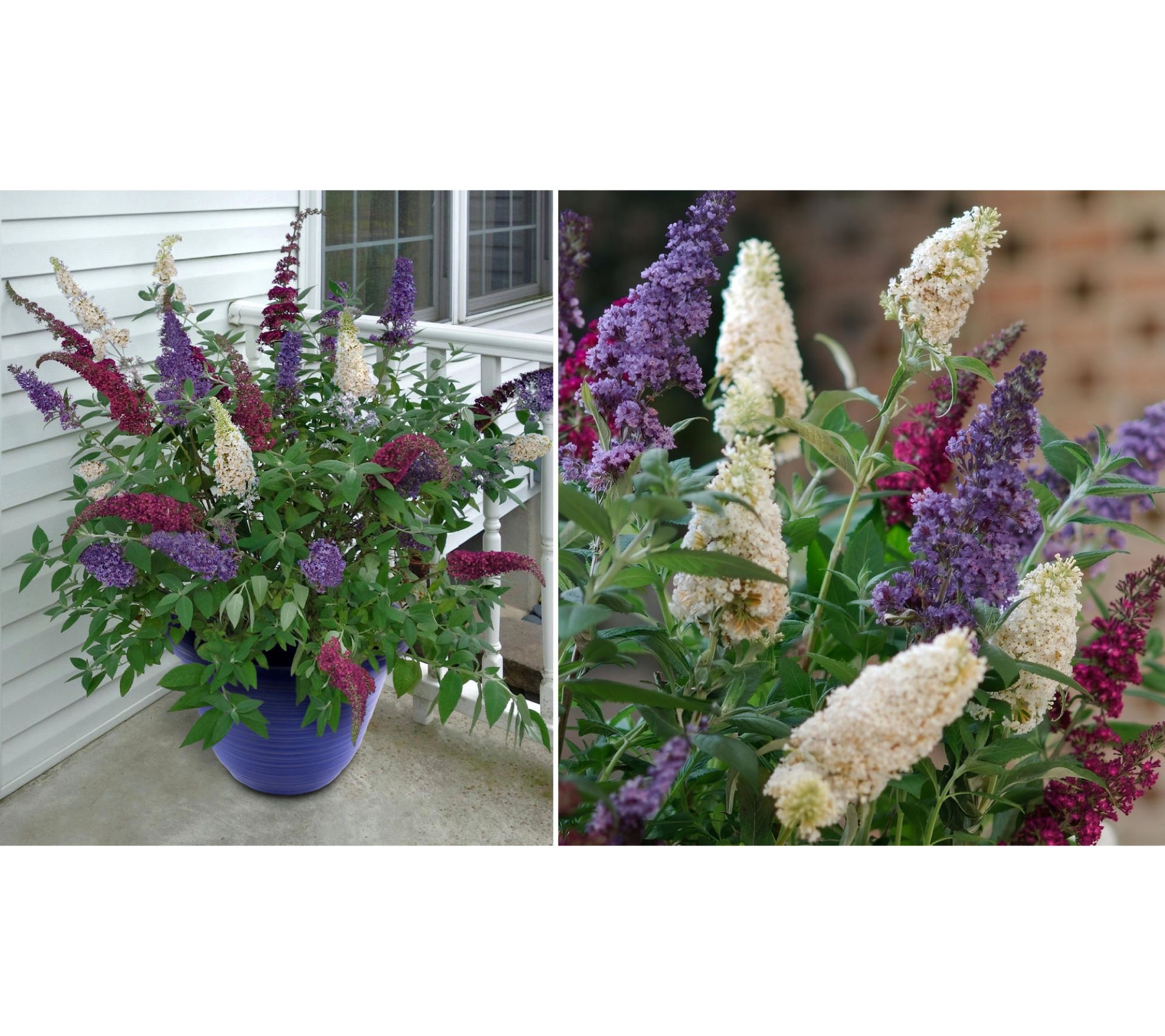 Cottage Farms Red, White, and Blue Butterfly Bush Planter Kit