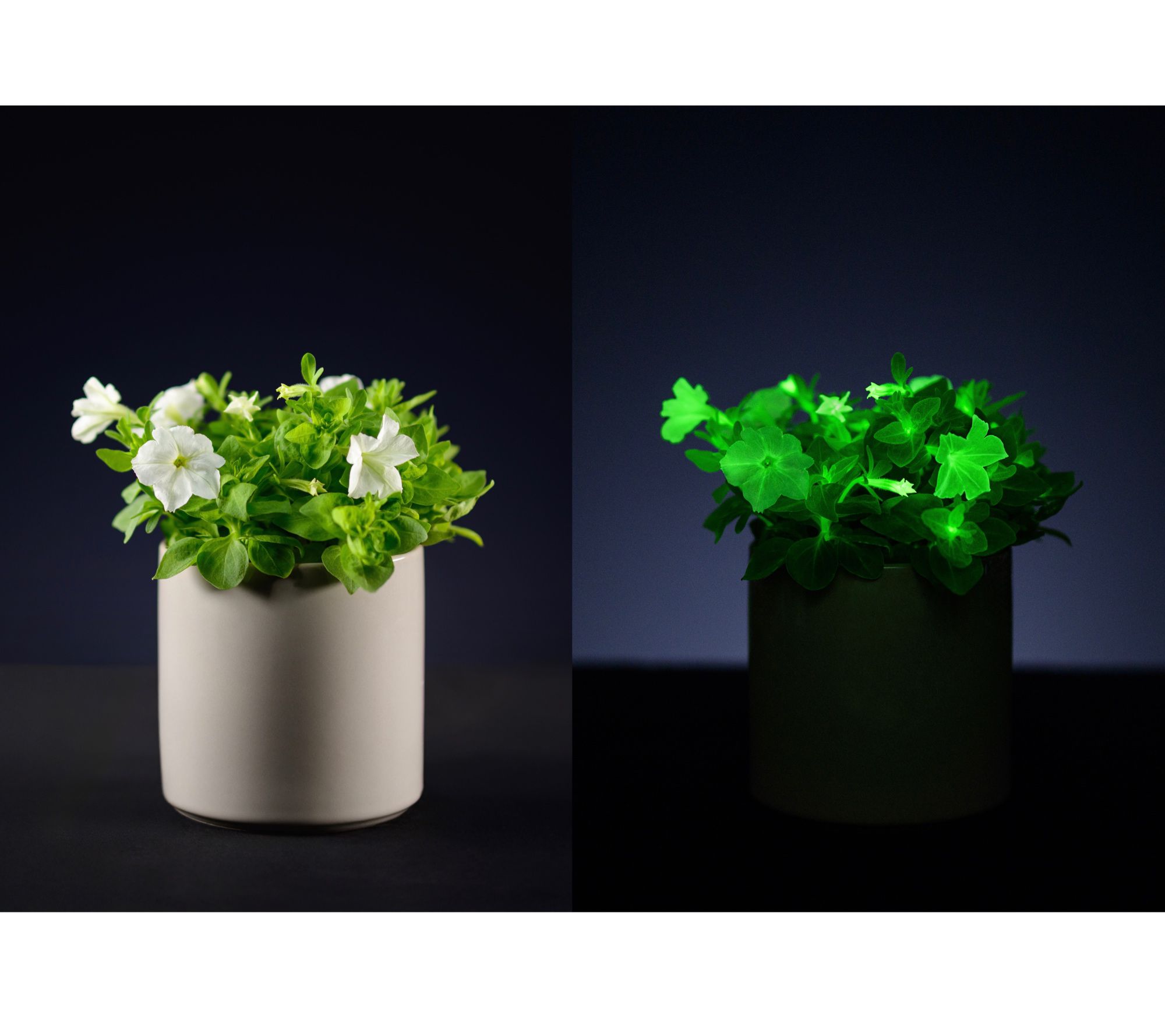 Roberta's 1-Piece Firefly Soft Glow Petunia Live Plant