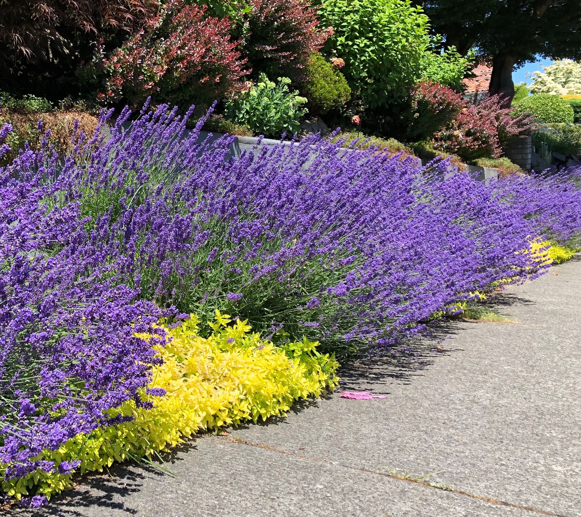 Roberta's 2-Piece Sensational Lavender Live Plants