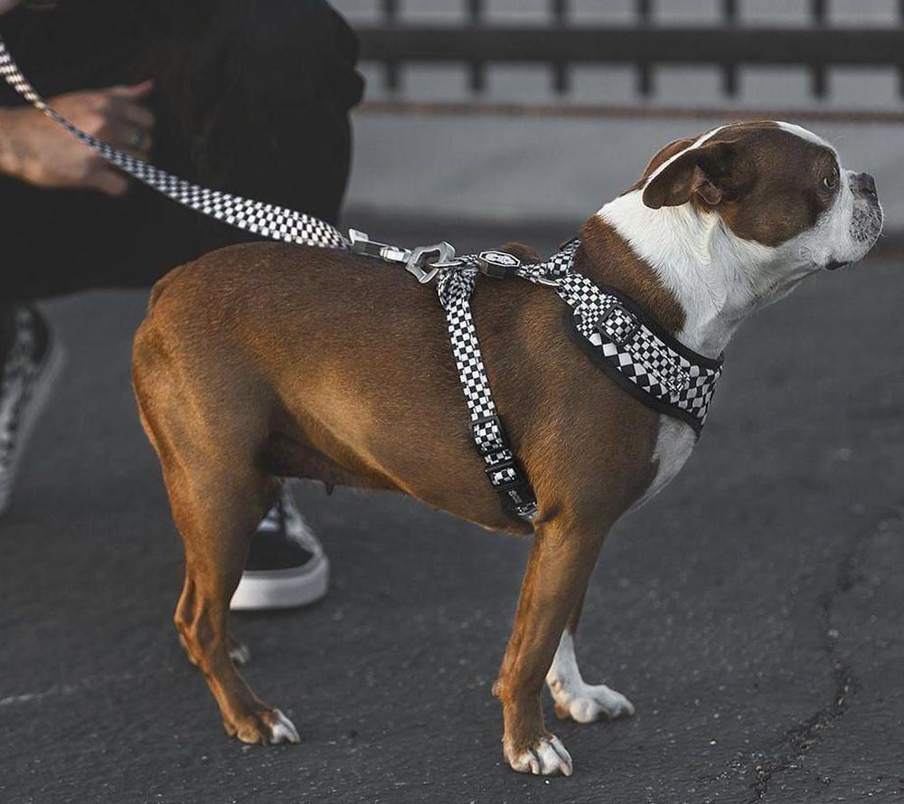 Qvc best sale dog leash