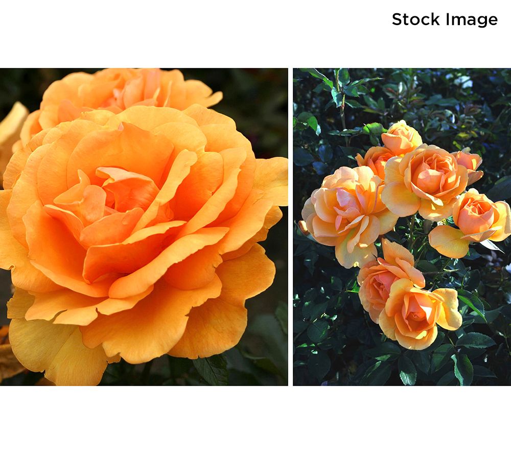 Cottage Farms 1-Piece South Africa Sunbelt Rose Bareroot Plant