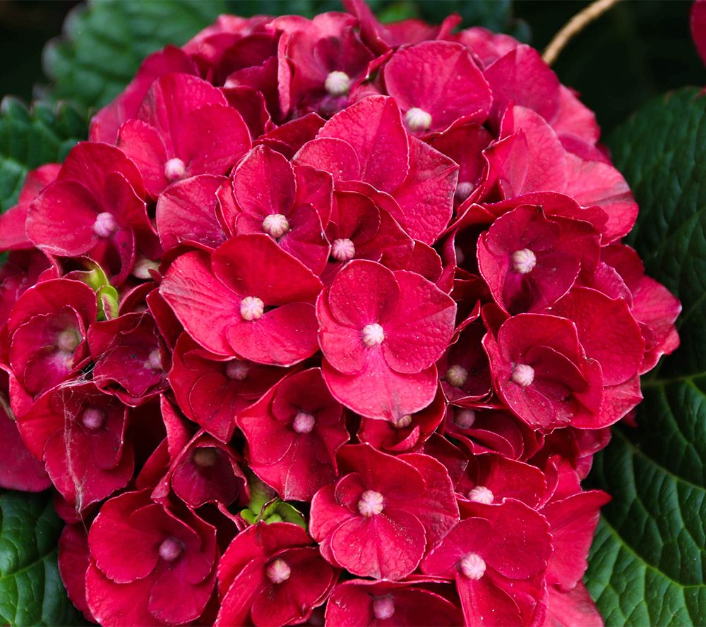 Hydrangea Girl