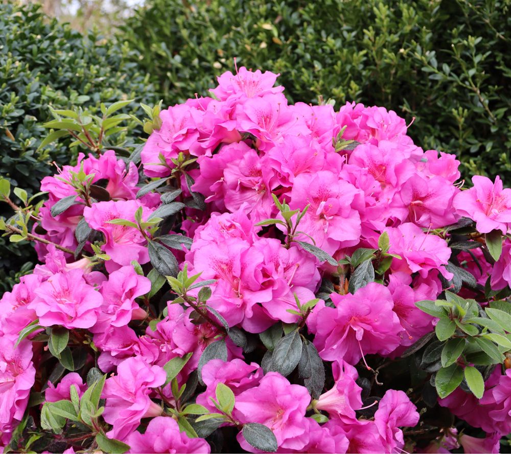 Roberta's 1Pc Perfecto Mundo ReBlooming Azalea Plant