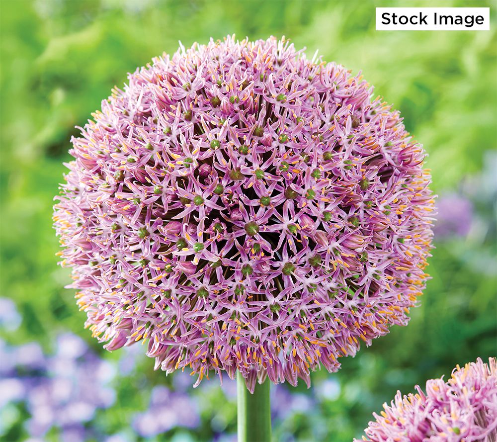 Ships 10/6/25 De Jager 3pc Multiflowering Alliums Live Bulbs