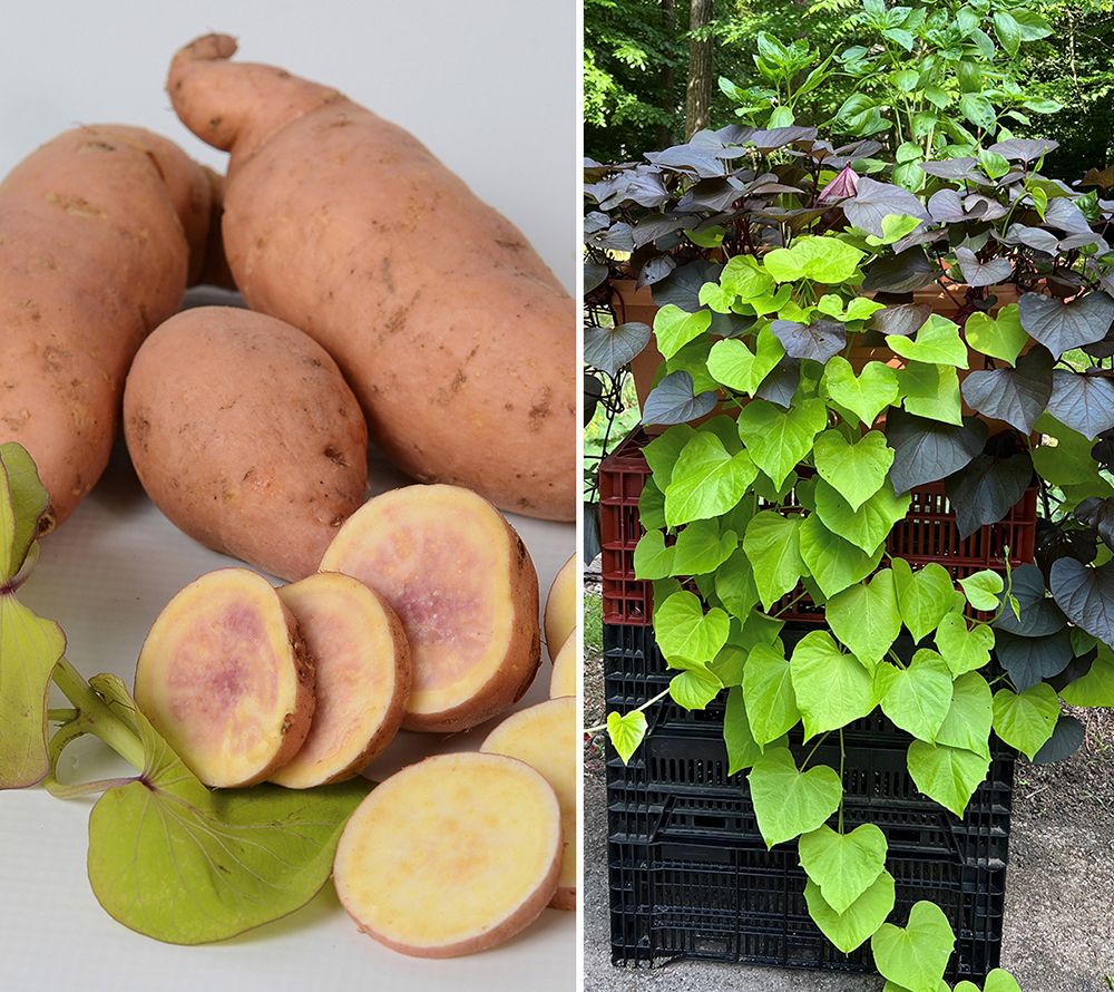 Roberta's 4-pc Treasure Tasty Sweet Potato Vines Live Plants