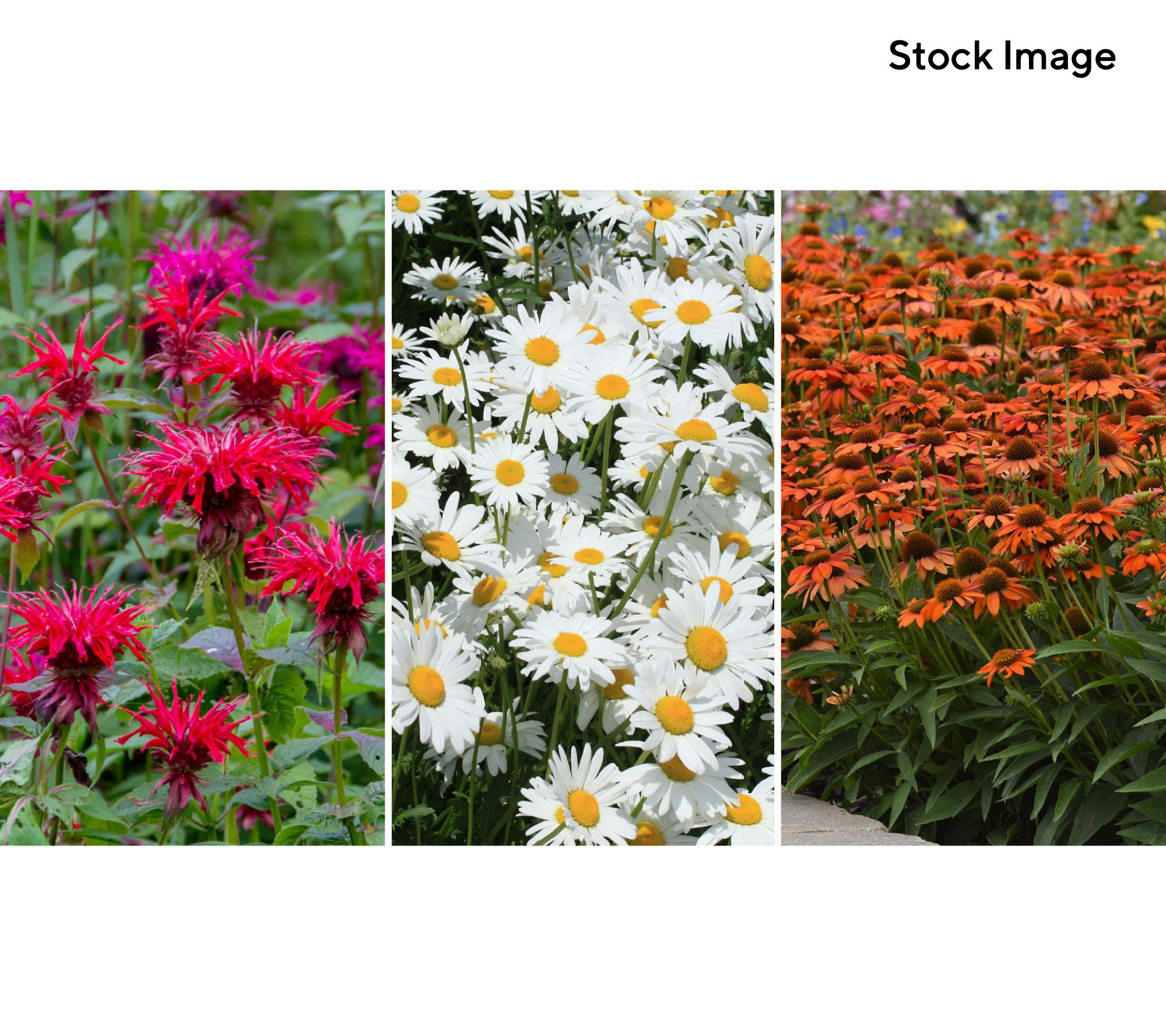 Cottage Farms 3-Piece Pollinator Power Pack Live Plants