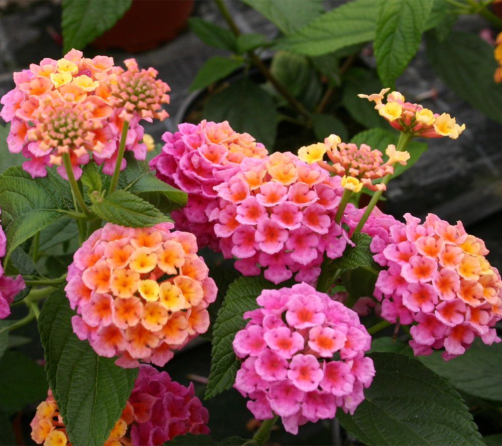 Girl Next Door 3pc Passion Fruit Lantana w/ Hanging Basket Plants - QVC.com