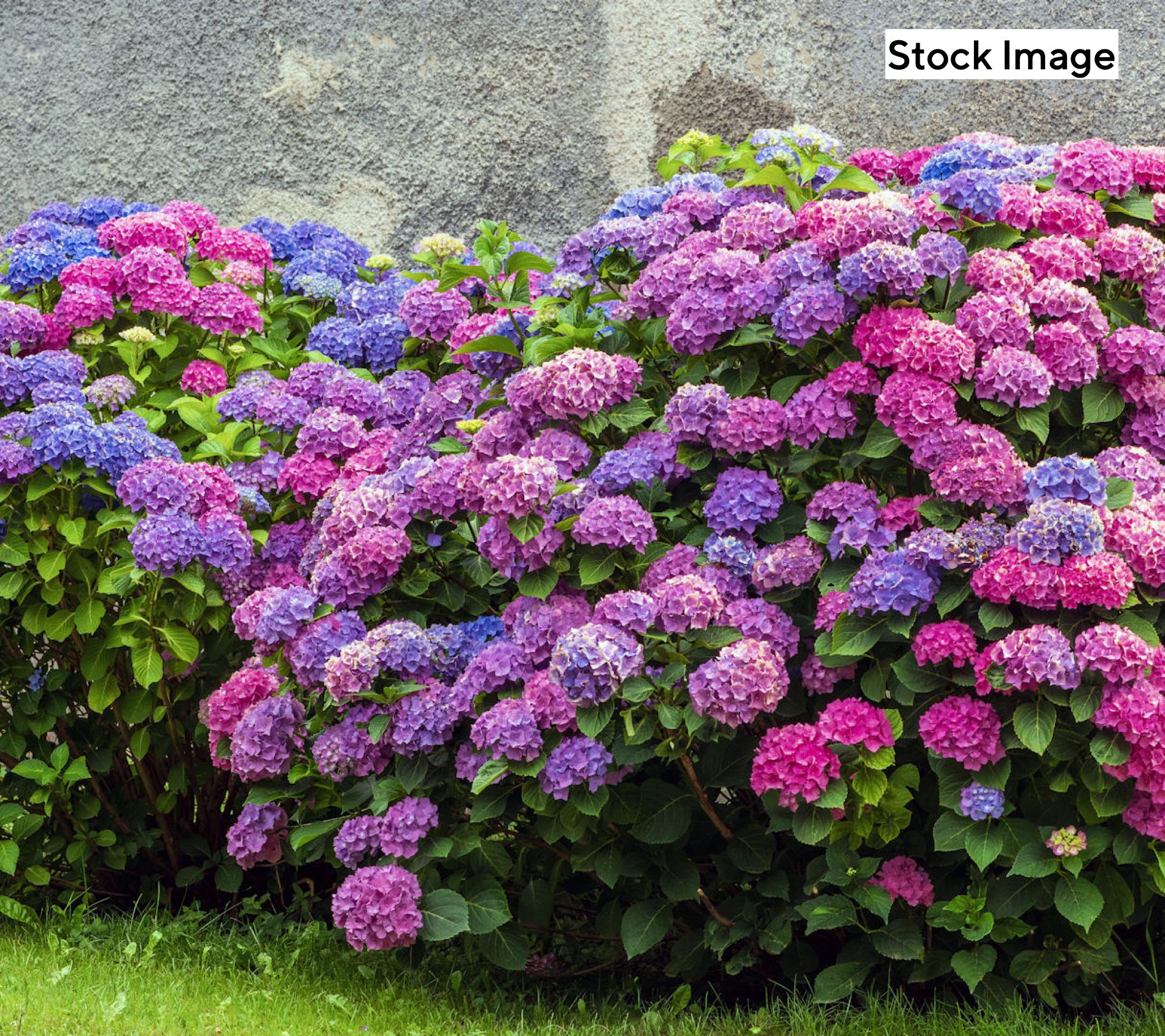 Cottage Farms 2-Piece L.A Dreamin Hydrangea Live Plants