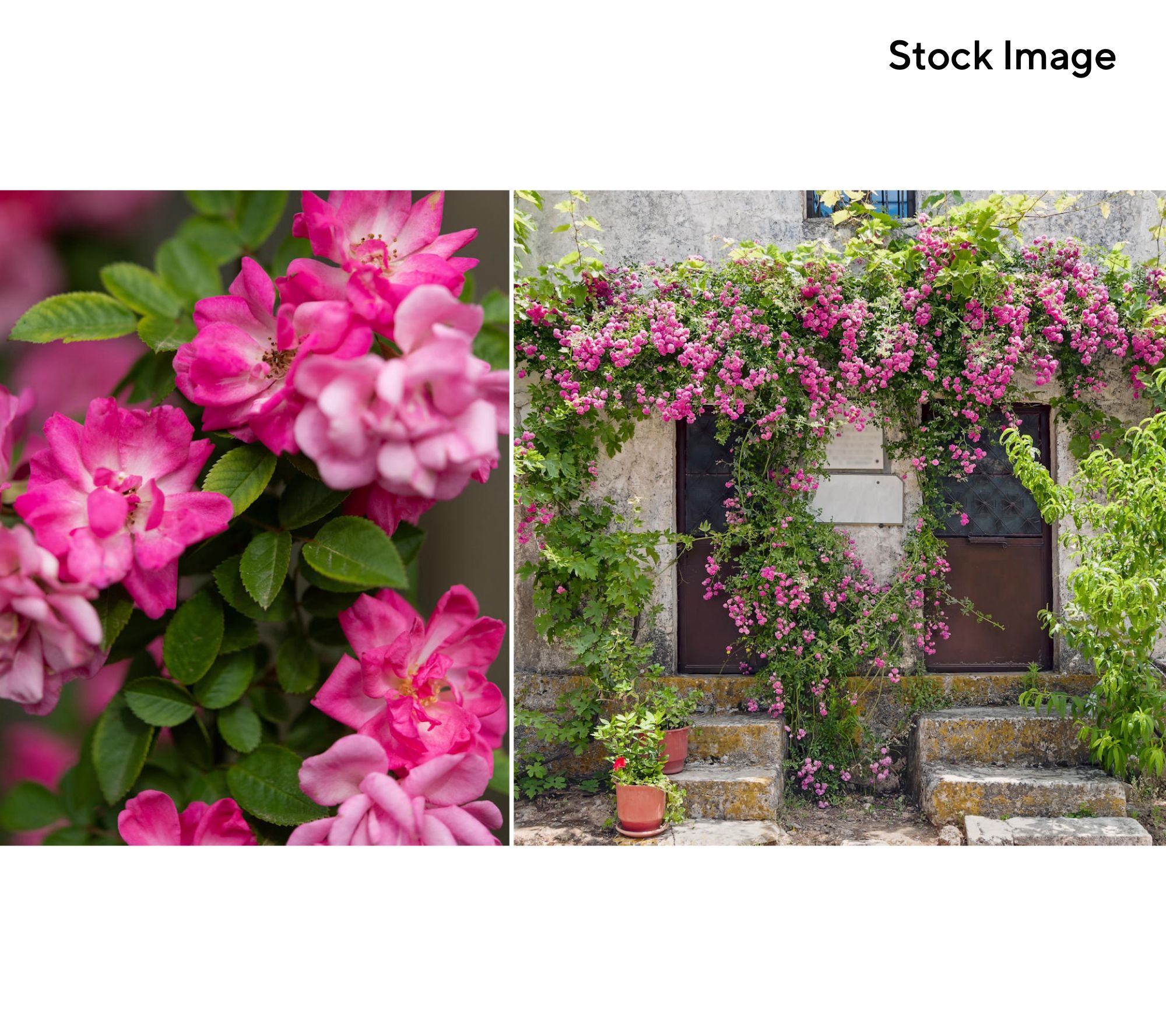 Cottage Farms 1-Piece Peggy Martin Climbing Rose Live Plant