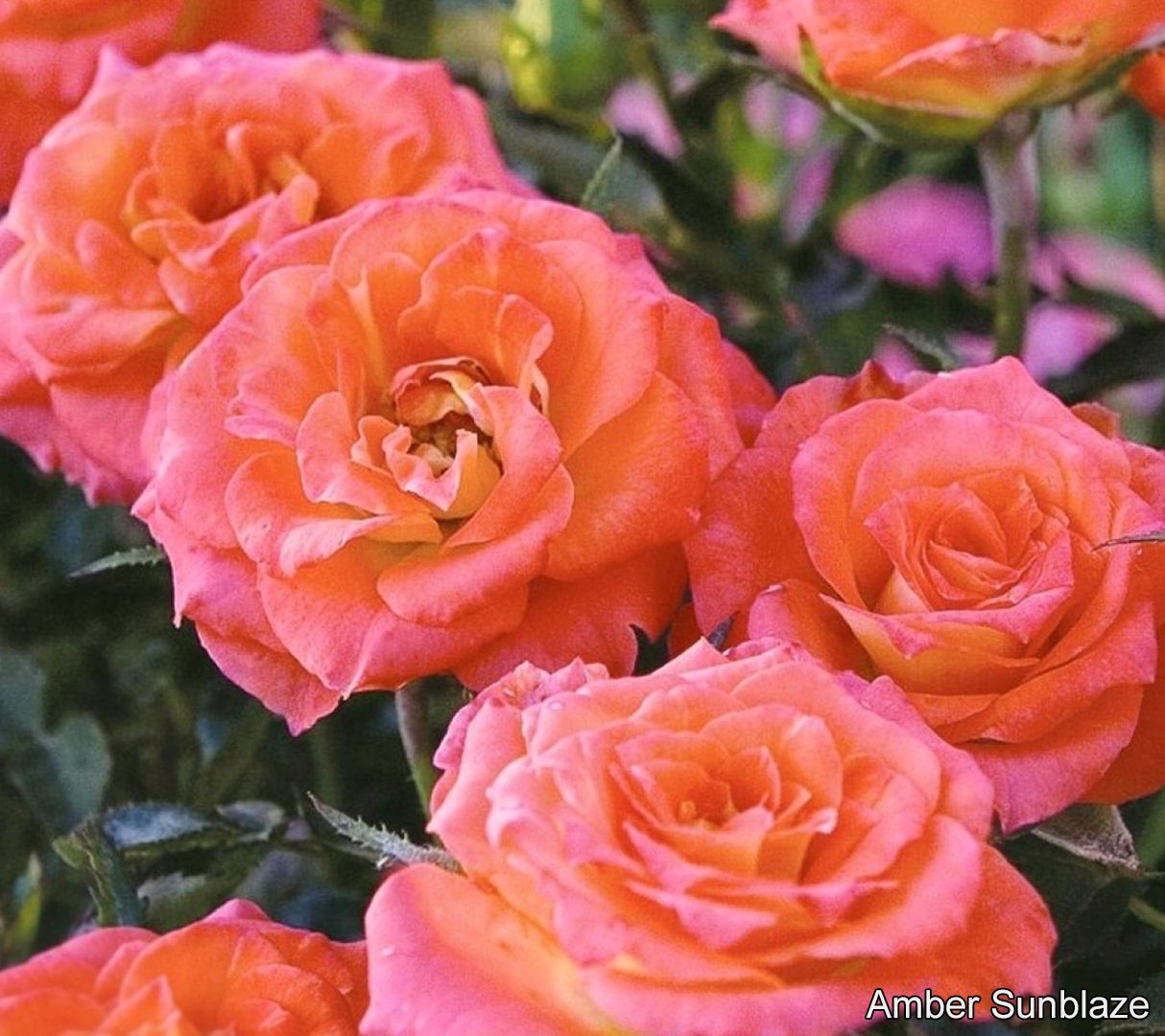 Cottage Farms 4-piece Sunblaze Miniature Rose Collection - Page 1 — QVC.com