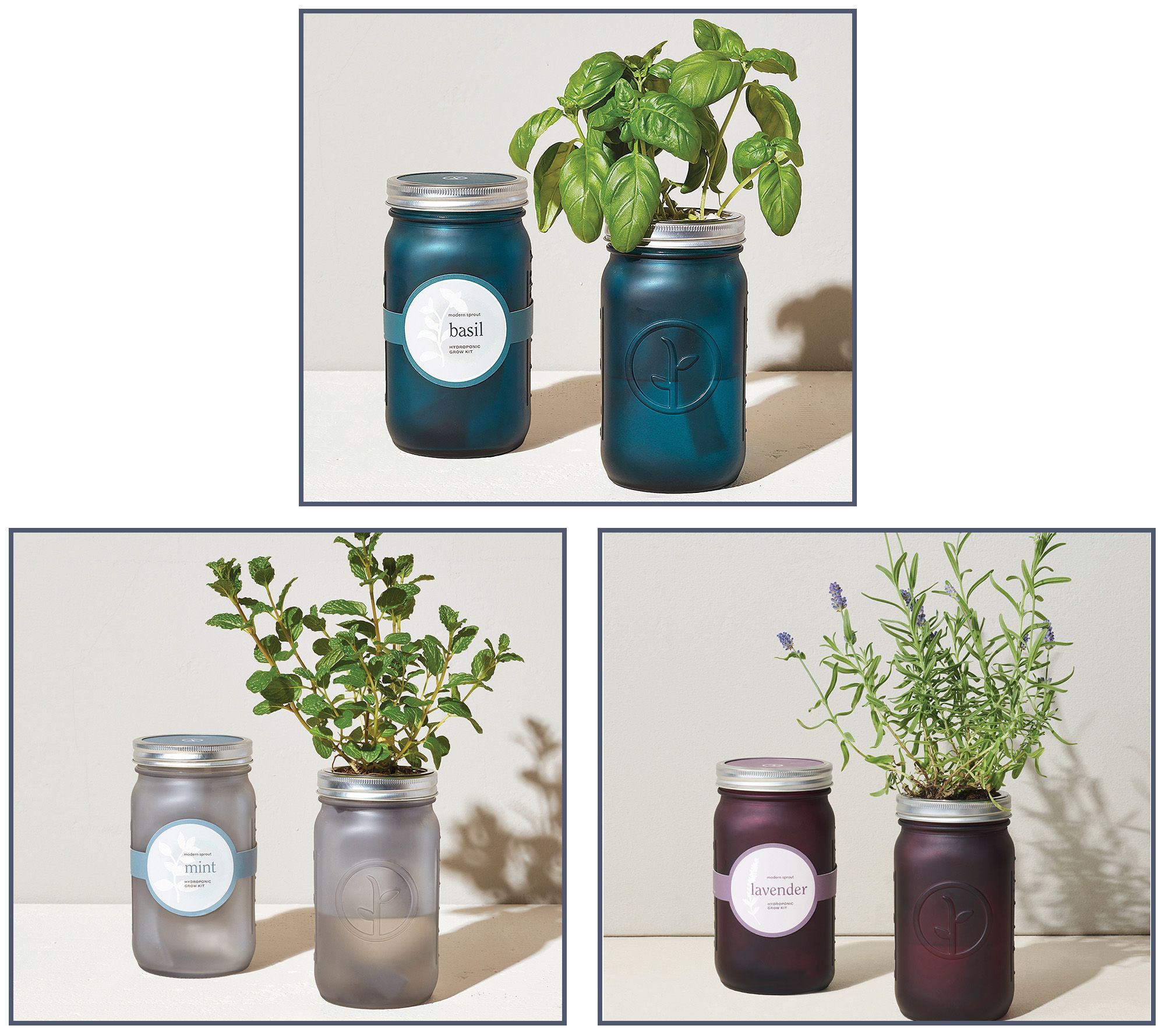 Modern Sprout Set of 3 Hydroponic Herb Garden Jars - QVC.com