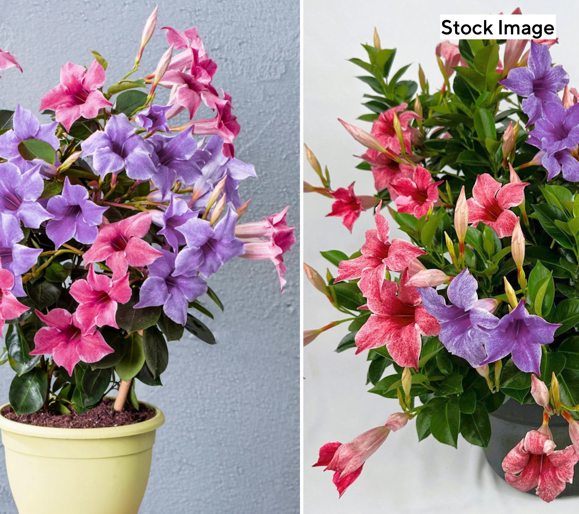 Cottage Farms 2-N-1 Blue/Pink Summer Trumpet Vine Live Plant