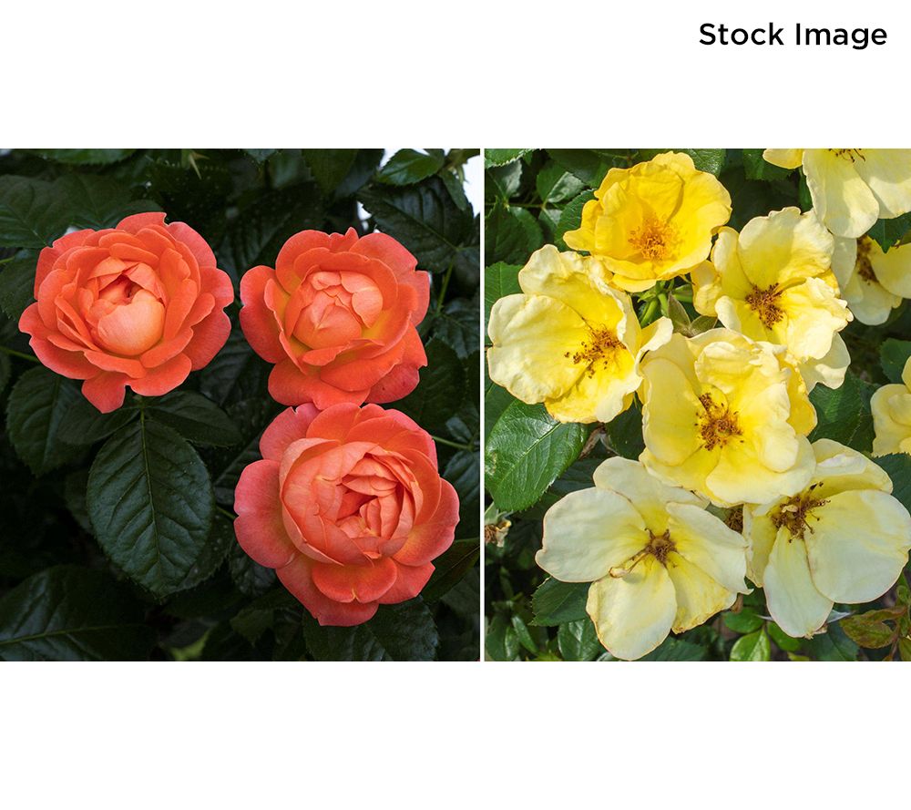 Cottage Farms 2-Piece Citrus Punch Knock Out Rose Bareroot Plants