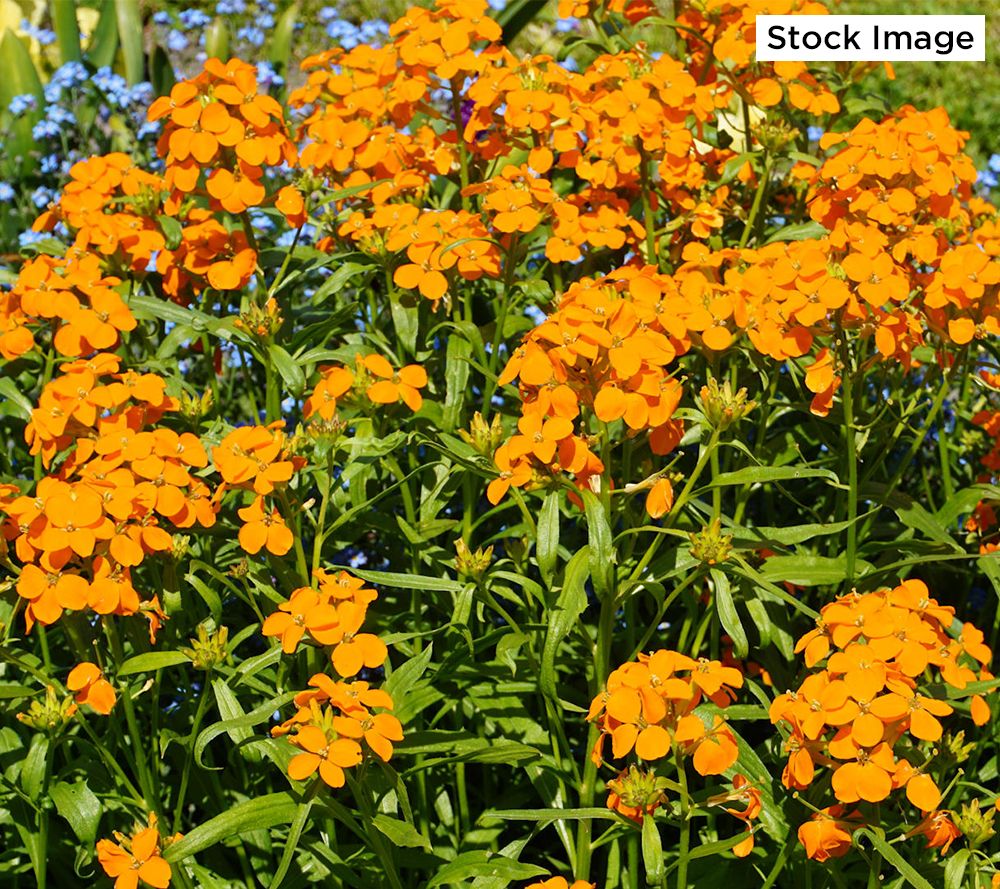 Cottage Farms 3Piece Sunstrong Wallflowers Live Plants