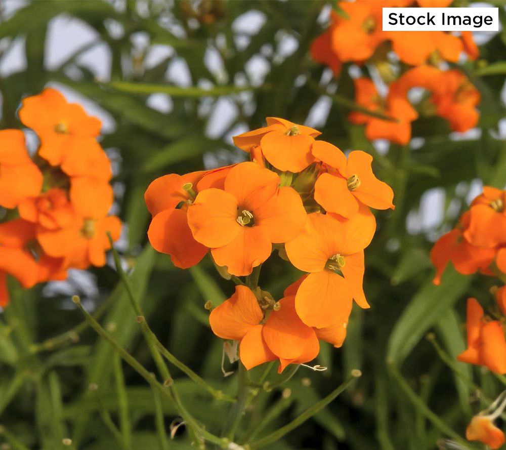 Cottage Farms 3Piece Sunstrong Wallflowers Live Plants