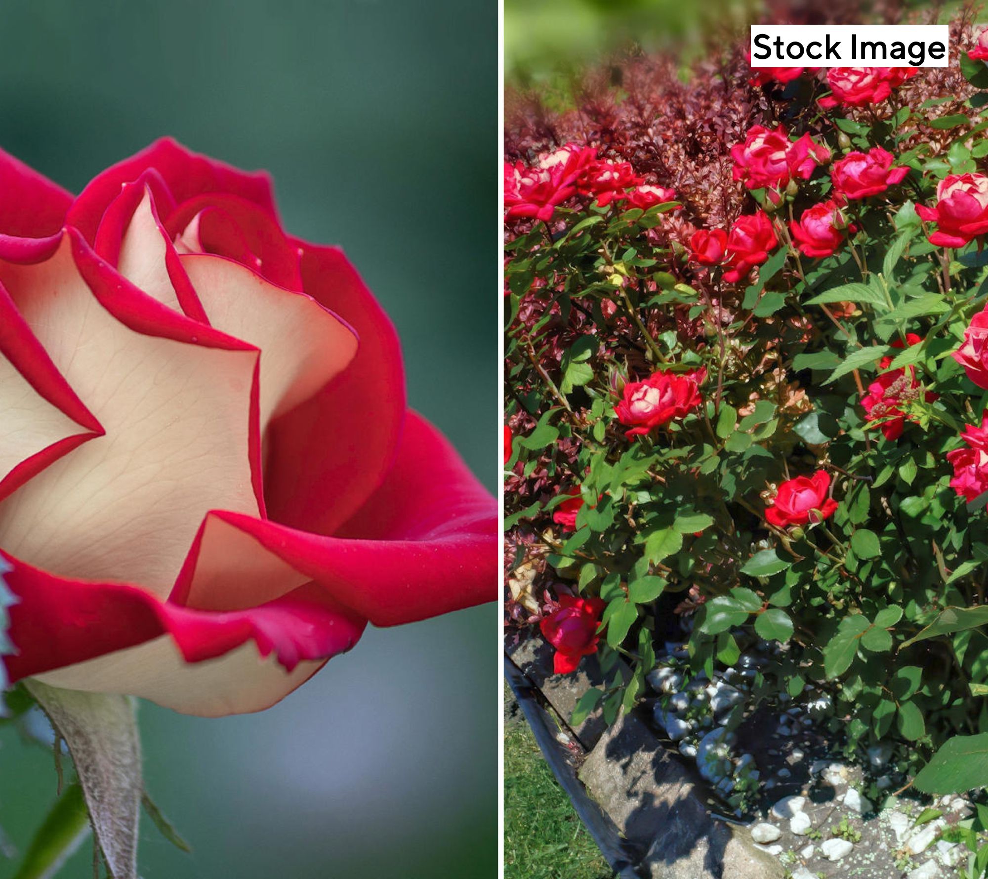 Cottage Farms 1-Piece Vintage Classic Rose Bareroot