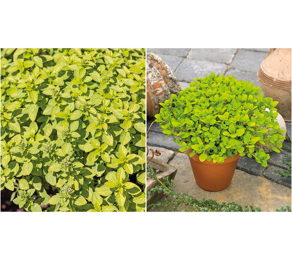 Girl Next Door 6pc Flowering Golden Oregano Groundcover Live Plants