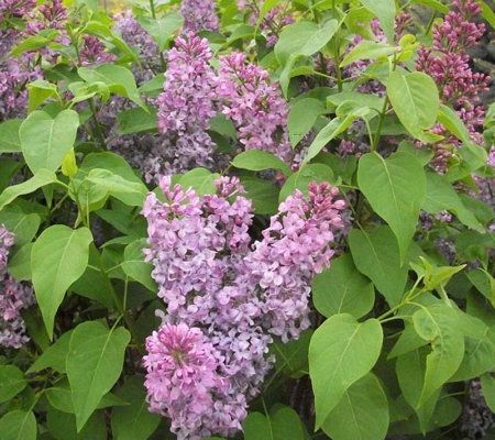 Gardens Alive! 2-piece Dwarf Tiny Dancer Lilac Collection - QVC.com