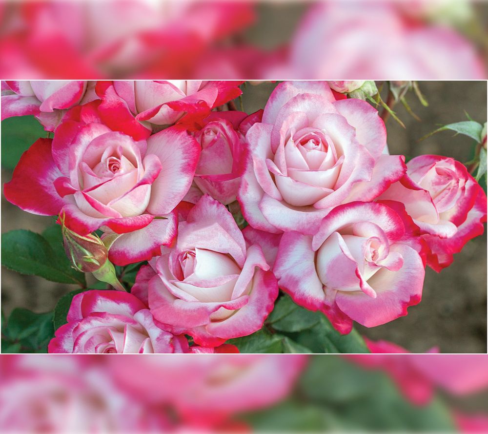 Roberta's 1Pc Bloomables Candy Cane Cocktail Rose Live Plant