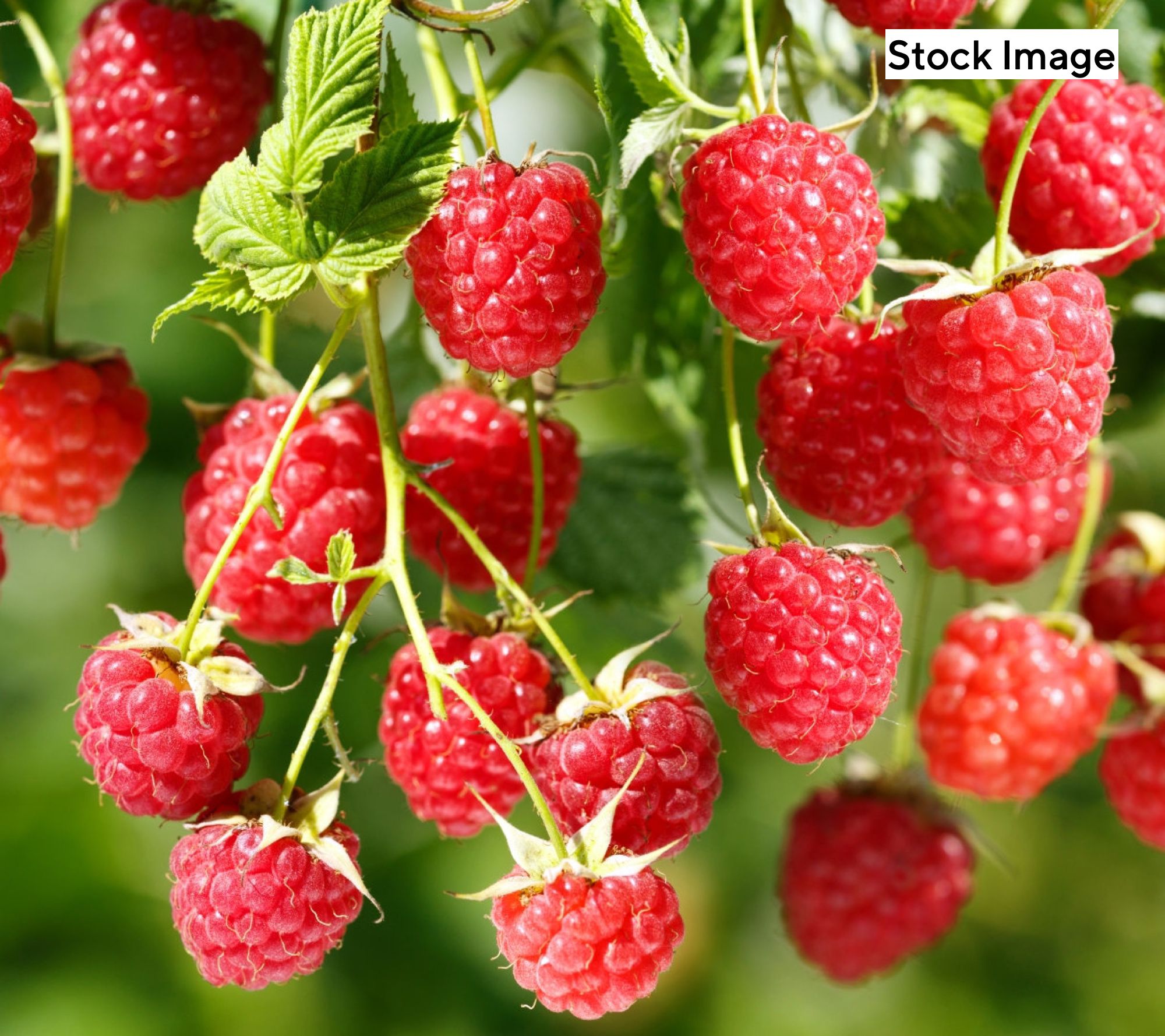Cottage Farms 1-Piece Summerlong Red Raspberry Live Plant