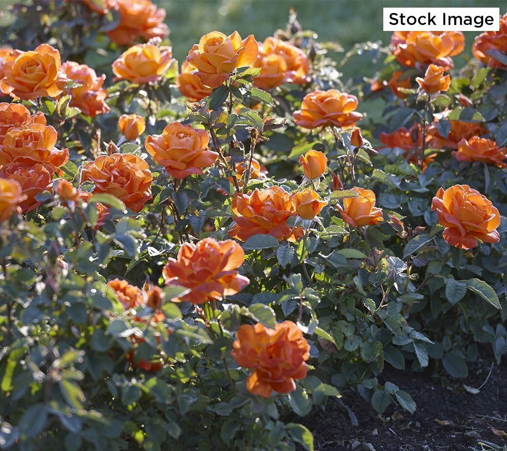 orange rose bush