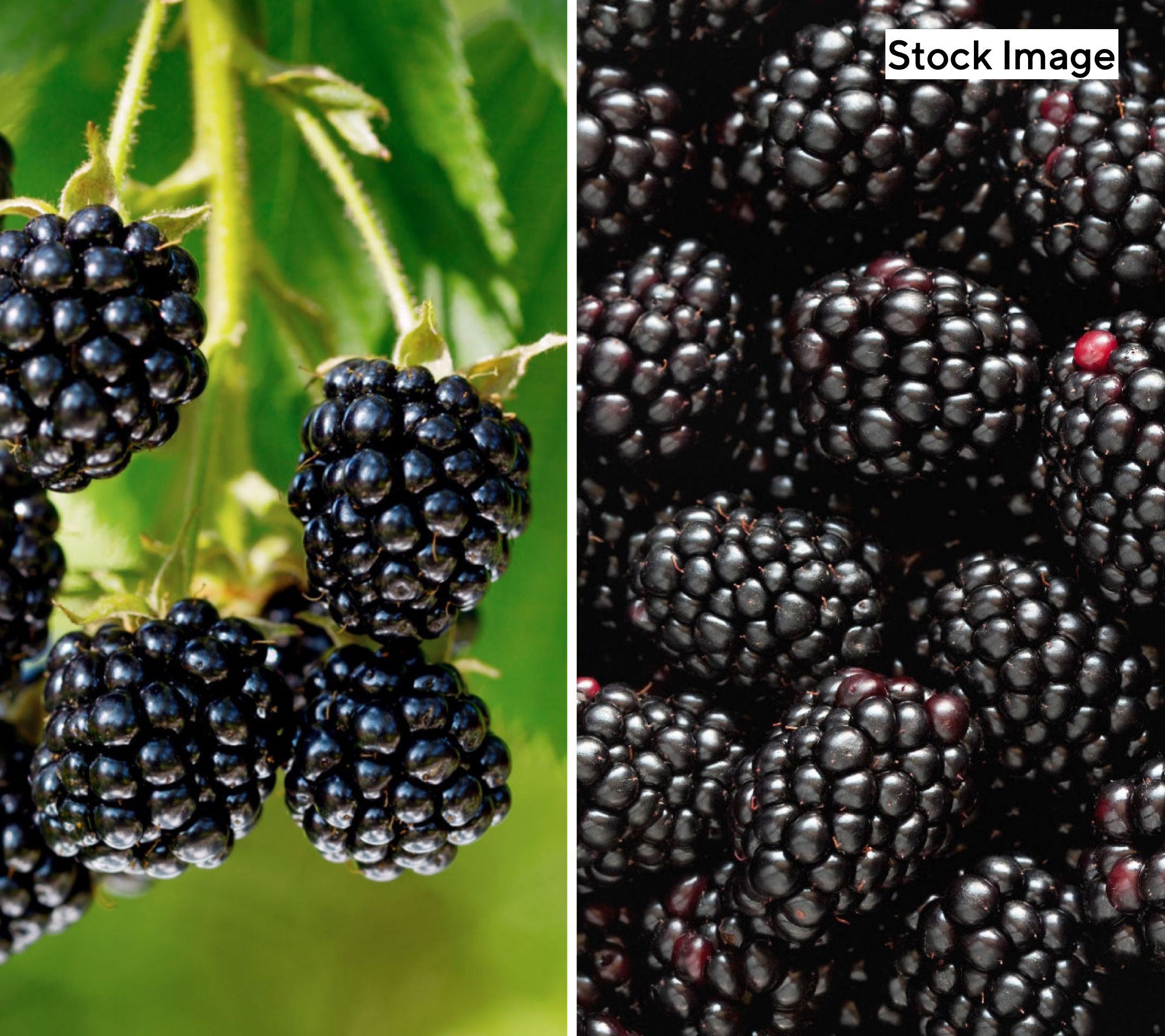 Cottage Farms 1pc Summerlong Thornless Blackberry Live Plant