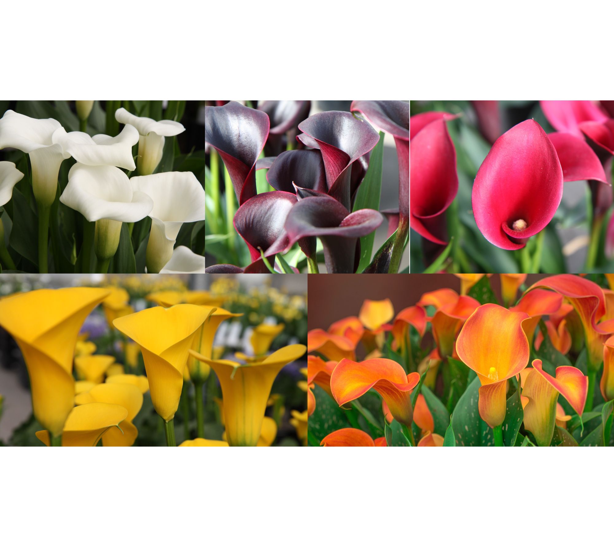 Roberta's 5pc Colorful Calla Lily Collection with Fertilizer