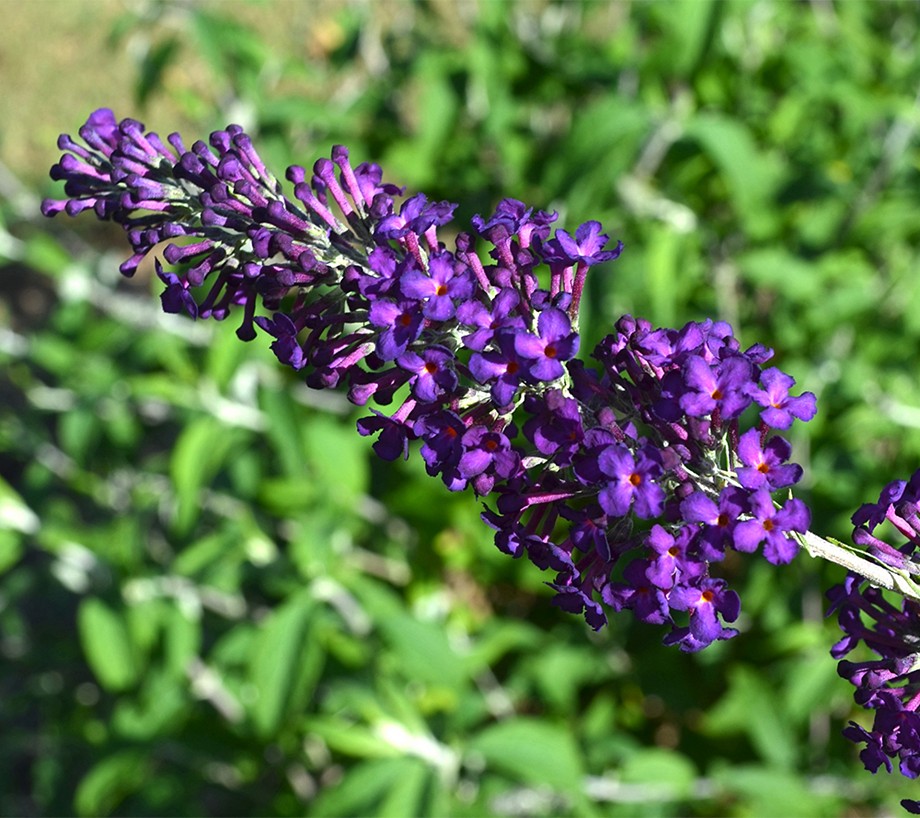 Phillip Watson Designs 1Pc 2-in-1 Buzz Butterfly Bush Live Plant