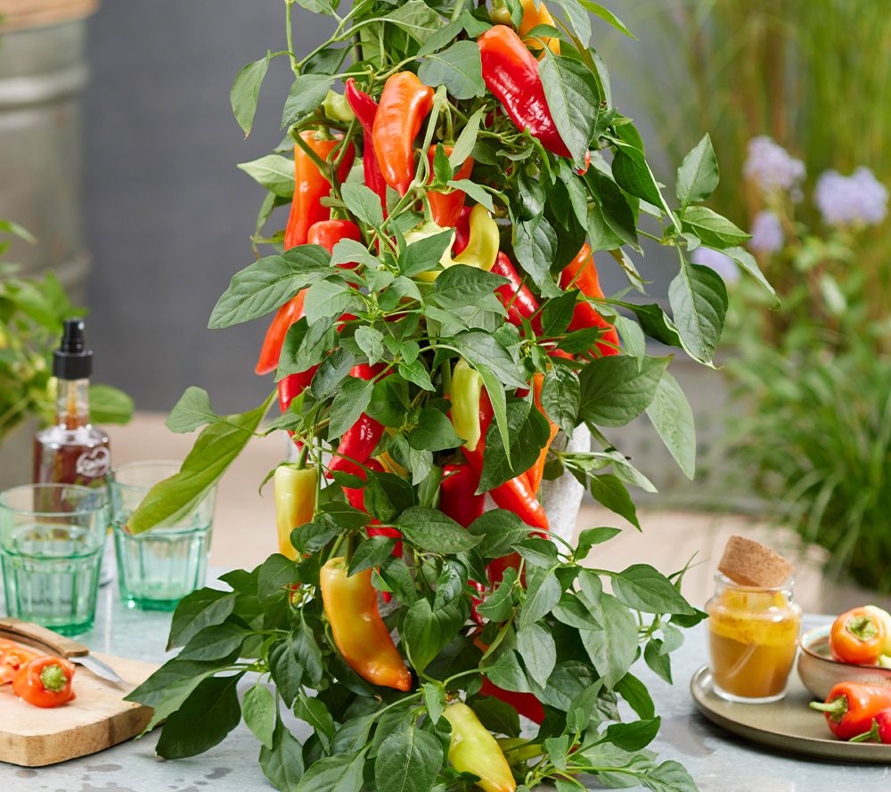 Roberta's 3pc Sweet Caroline Ponky Snacking Pepper Live Plants