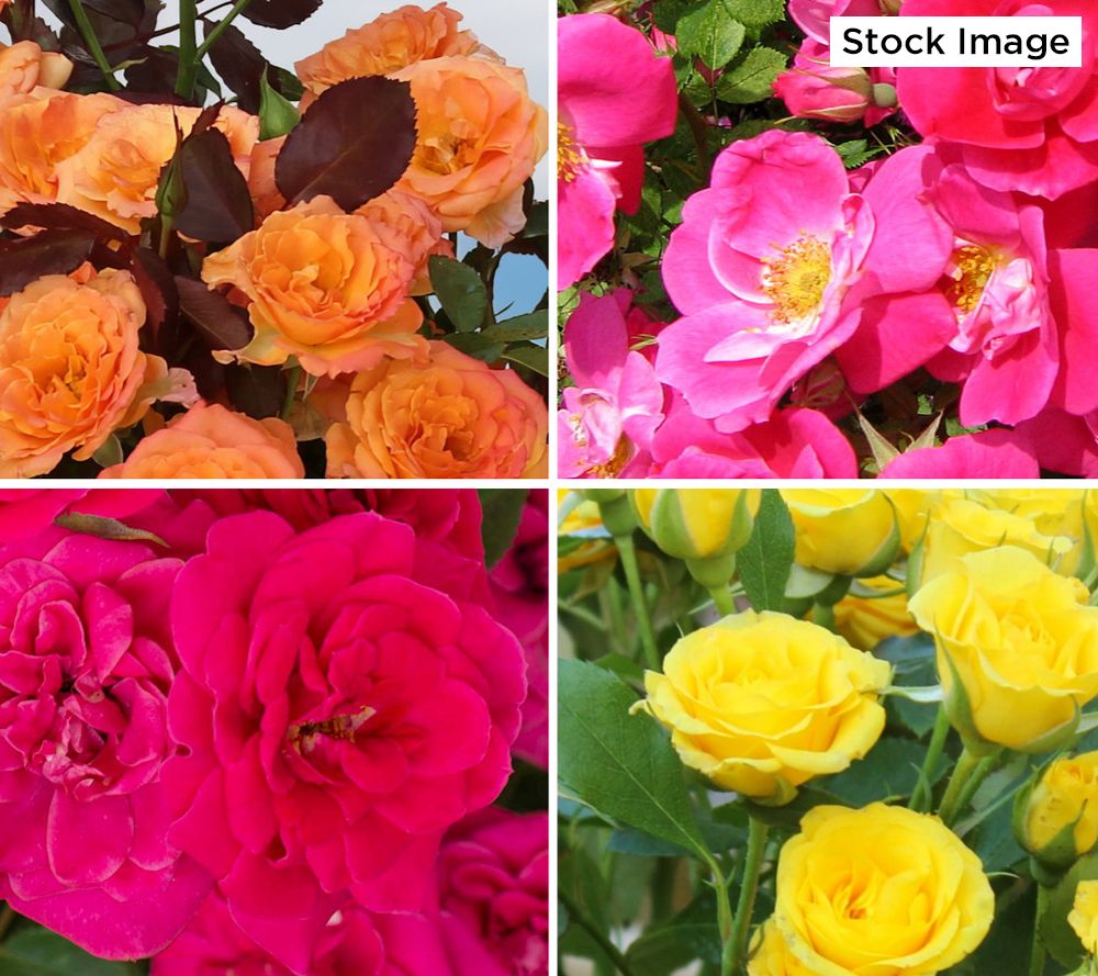 Cottage Farms 4pc The Bloom Maker Candy Colors Mini Rose Plants