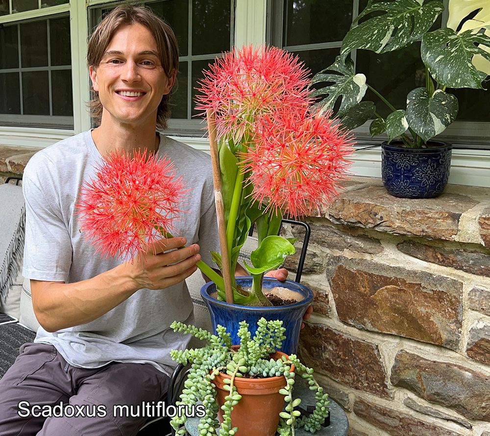 Roberta's 3-Piece Fireworks Starfire Lily Live Bulbs