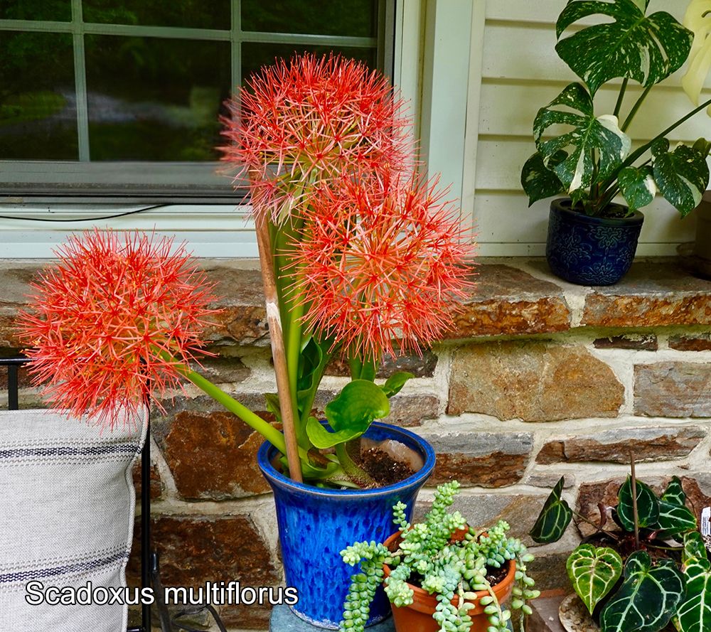Roberta s 3 Piece Fireworks Starfire Lily Live Bulbs QVC