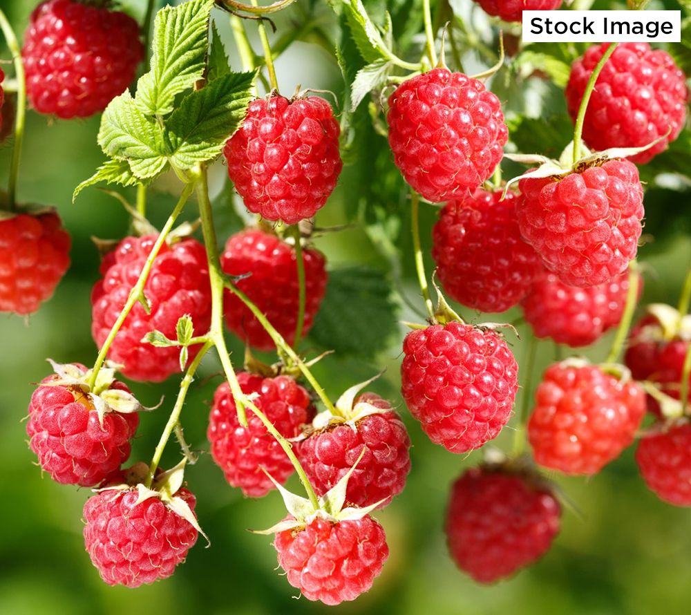Cottage Farms 1-Piece Everbearing Red Raspberry Live Plants