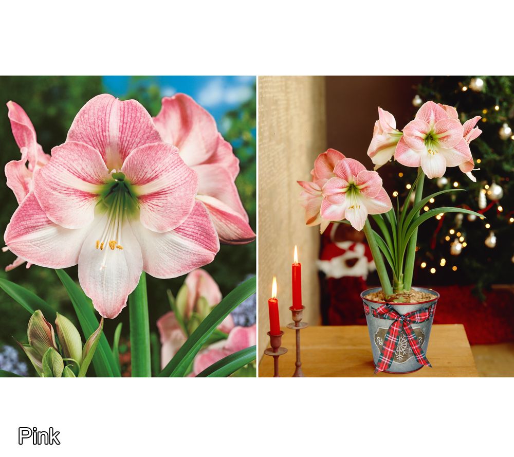 【送料無料】 Ships 11/03/25 Roberta's Jumbo Amaryllis Bulb with Holiday 邦楽
