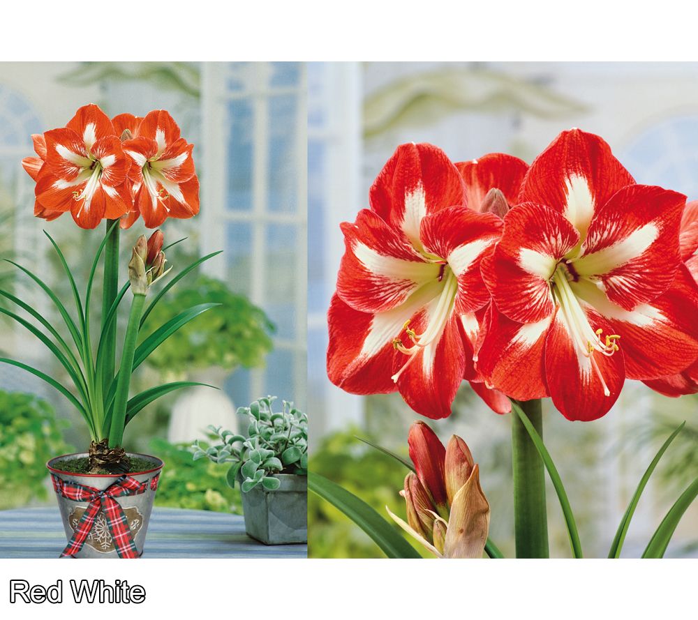 Ships 11/03/25 Roberta's Jumbo Amaryllis Bulb with Holiday