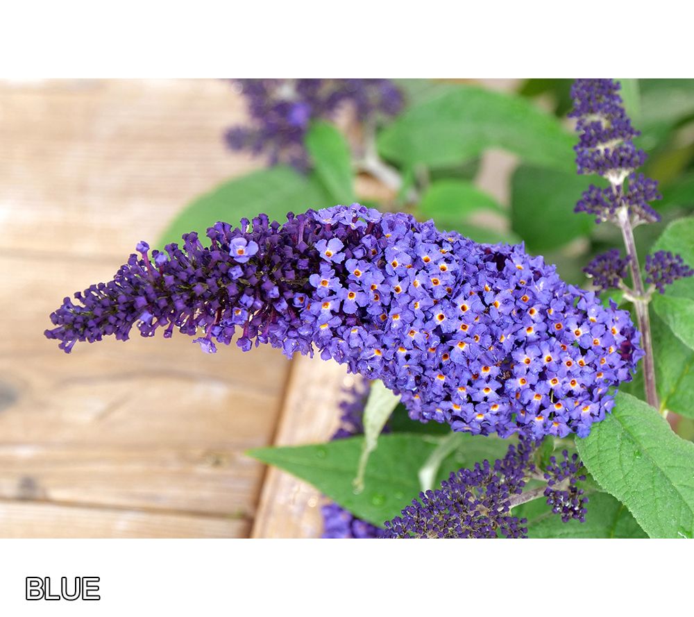 Monarch Glass Slippers Butterfly Bush (Buddleia 'Glass Slippers