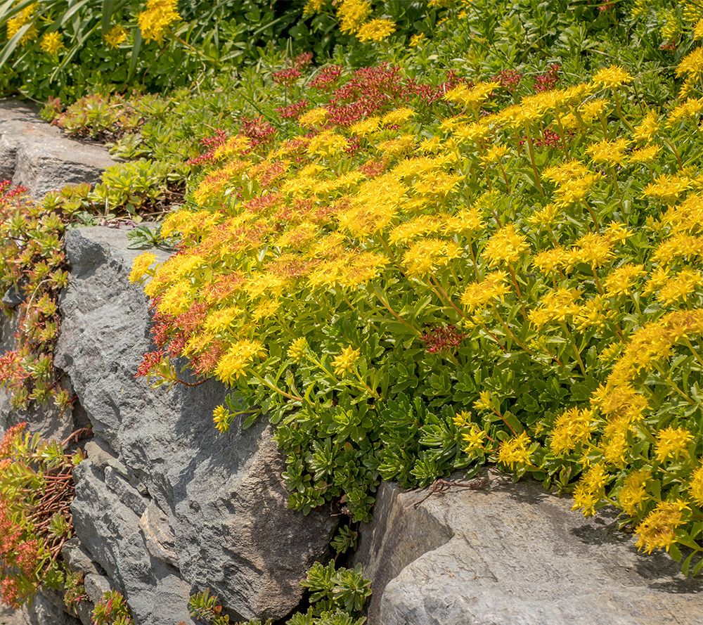 Roberta's 6-Piece Hardy Stonecrop Groundcover Live Plants