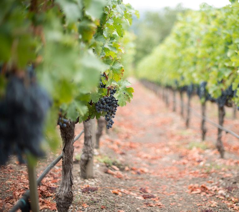 Vintage Wine Estates Windsor Vineyards 2 BottleCab Gift Set