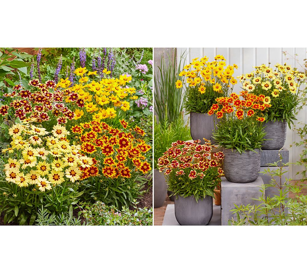 Phillip Watson Designs 4Piece Solar Series Coreopsis Live Plants