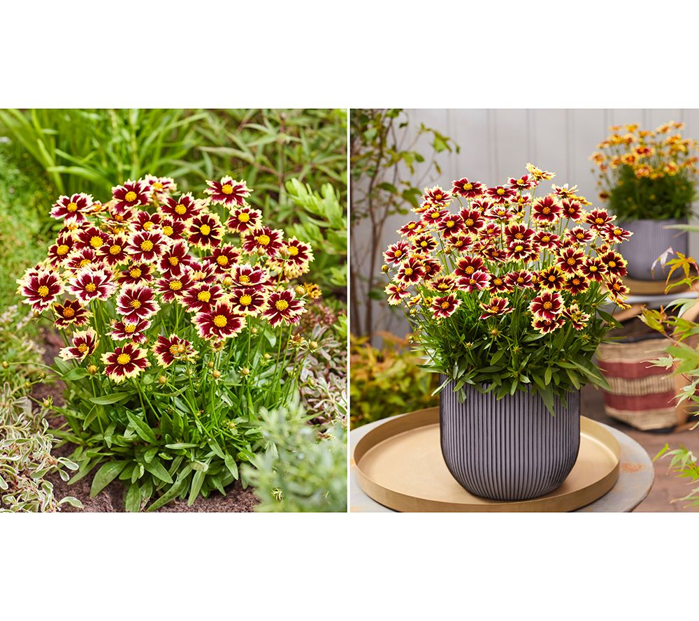 Phillip Watson Designs 4Piece Solar Series Coreopsis Live Plants